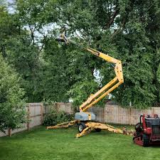 Best Tree Removal  in Monterey, CA