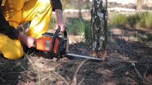 Best Arborist Consultation Services  in Monterey, CA