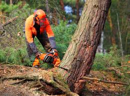 Best Tree Health Inspection  in Monterey, CA