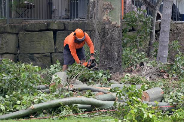 How Our Tree Care Process Works  in  Monterey, CA