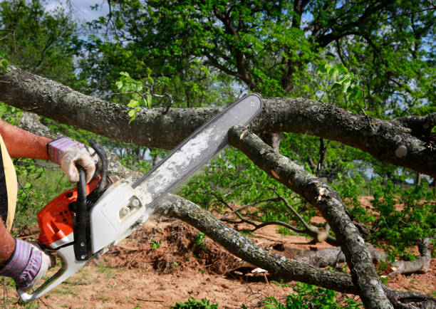 Best Root Management and Removal  in Monterey, CA